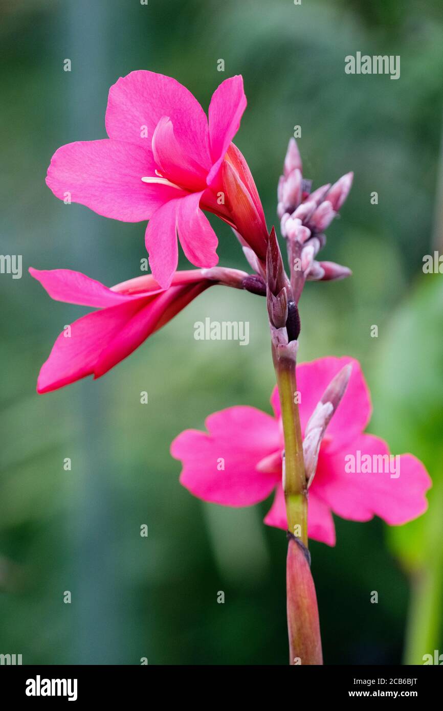 Canna × ehemanii Ehemann's canna. Indian shot plant. Deep pink canna flowers Stock Photo