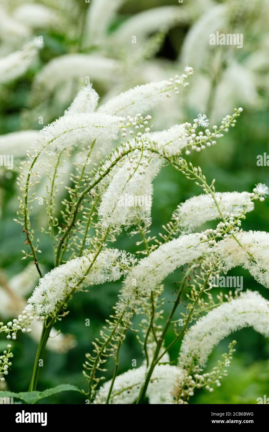 Small creamy-white flowers of Actaea racemosa, the black cohosh, black bugbane, black snakeroot, or fairy candle (syn. Cimicifuga racemosa) Stock Photo