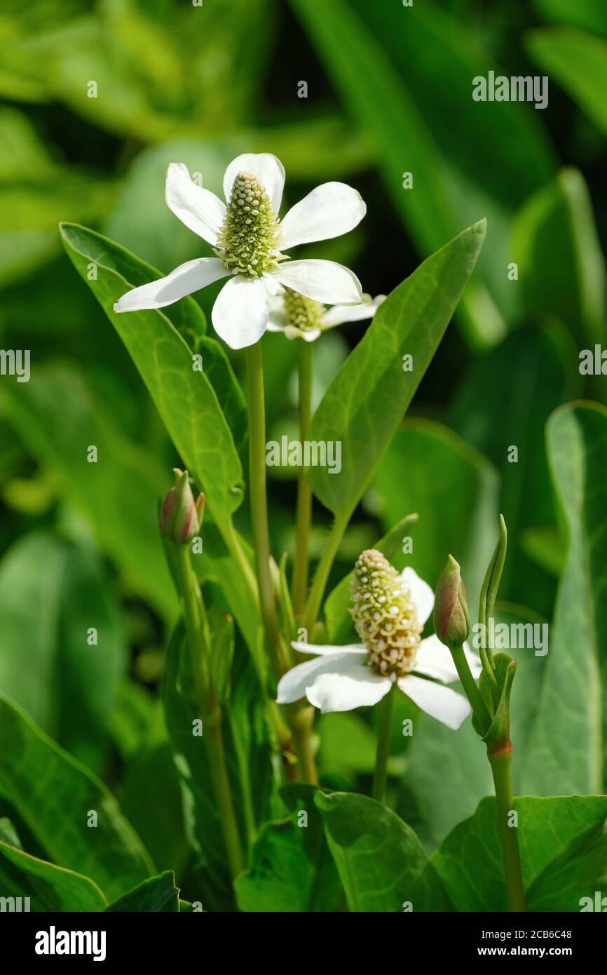 Anemopsis californica hi-res stock photography and images - Alamy
