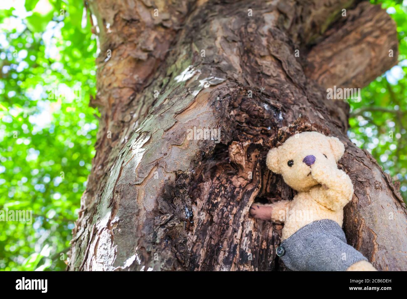 Little cute teddy bear searching for some honey at beehive in a tree hole (copy space) Stock Photo