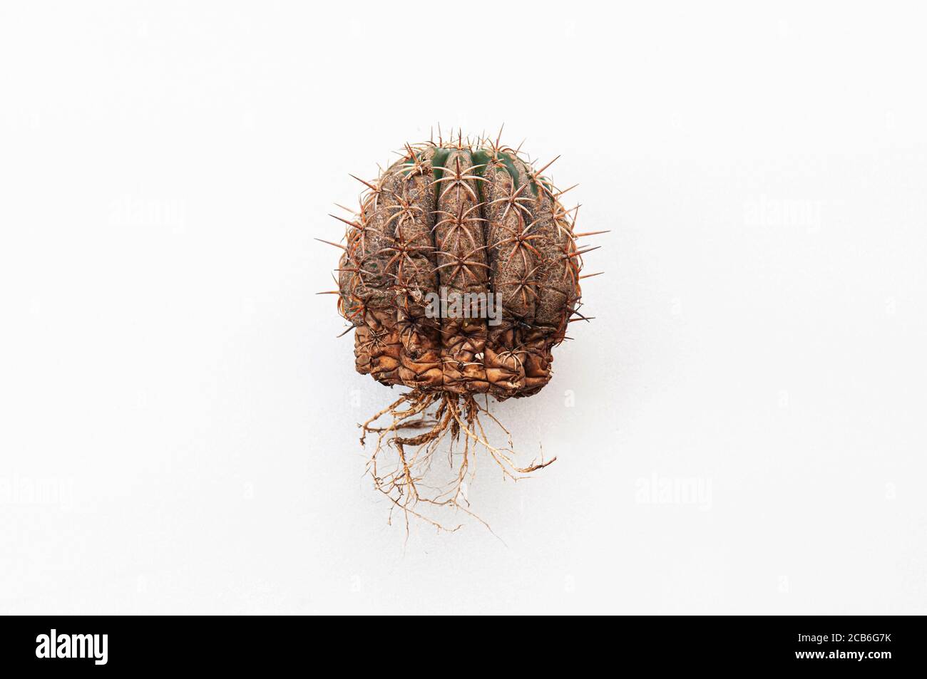 Cactus disease dry root rot caused by fungi, severe damage fungi