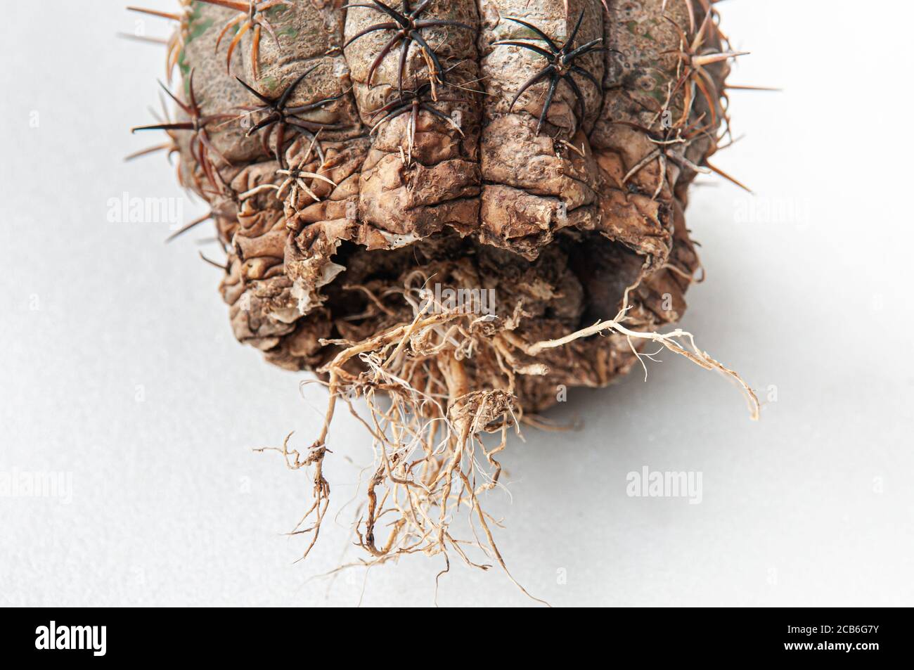 Cactus disease dry root rot caused by fungi, severe damage fungi infected Gymnocalycium cactus isolated on white background showing serious damge at s Stock Photo