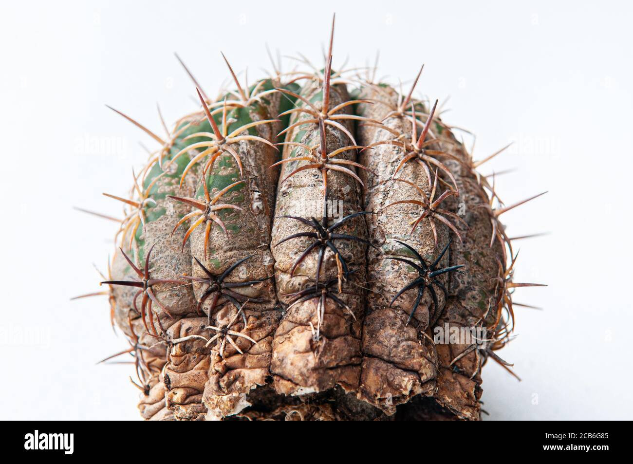 Cactus disease dry root rot caused by fungi, severe damage fungi infected Gymnocalycium cactus isolated on white background showing serious damge at s Stock Photo