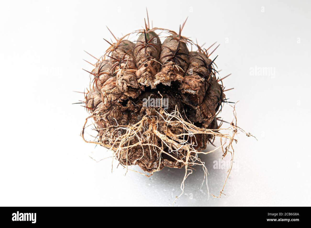 Cactus disease dry root rot caused by fungi, severe damage fungi
