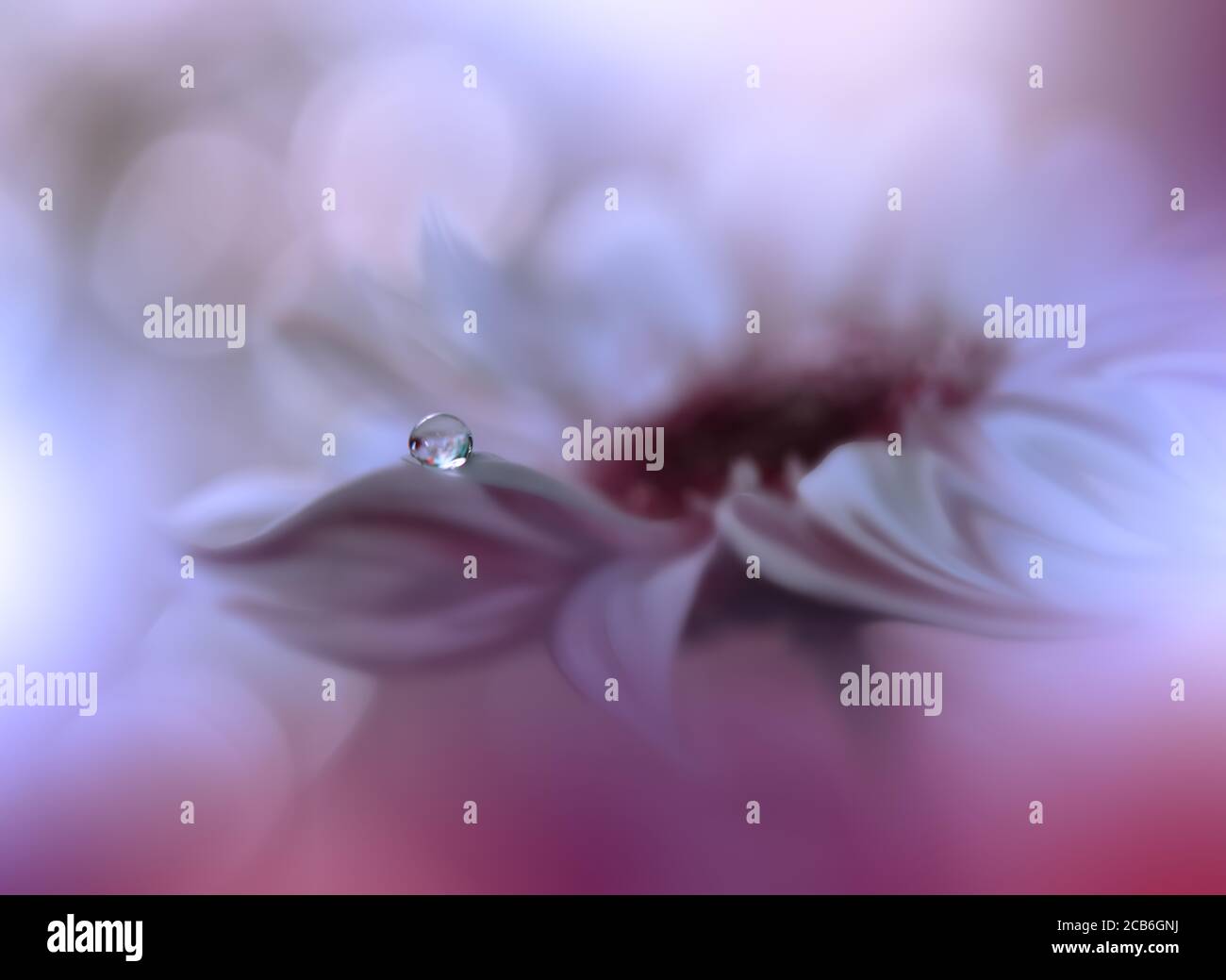 Beautiful Nature Background.Floral Art Design.Abstract Macro Photography.Gerbera Daisy Flower.Pastel Flowers.Violet Background.Creative Artistic Drop. Stock Photo