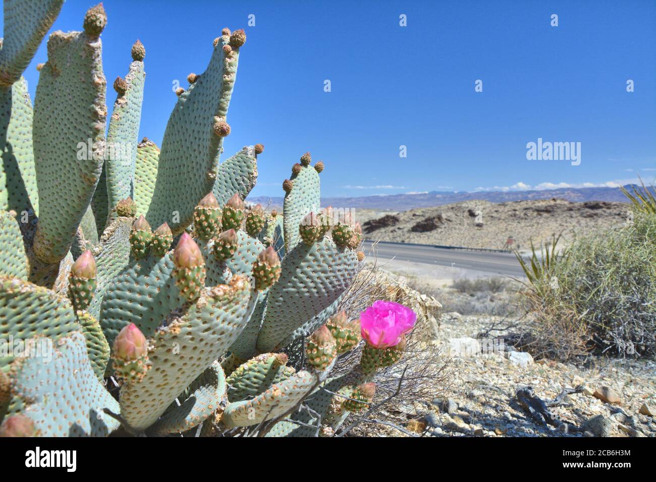 Opuntia basilaris known as beavertail cactus or beavertail prickly pear blomming by pink flowers at Mojave dessert. USA natural landscape. Stock Photo