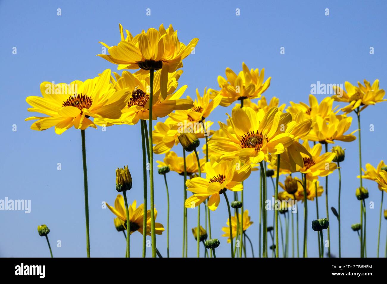Heliopsis helianthoides var. scabra 'Sommersonne', False sunflower Stock Photo