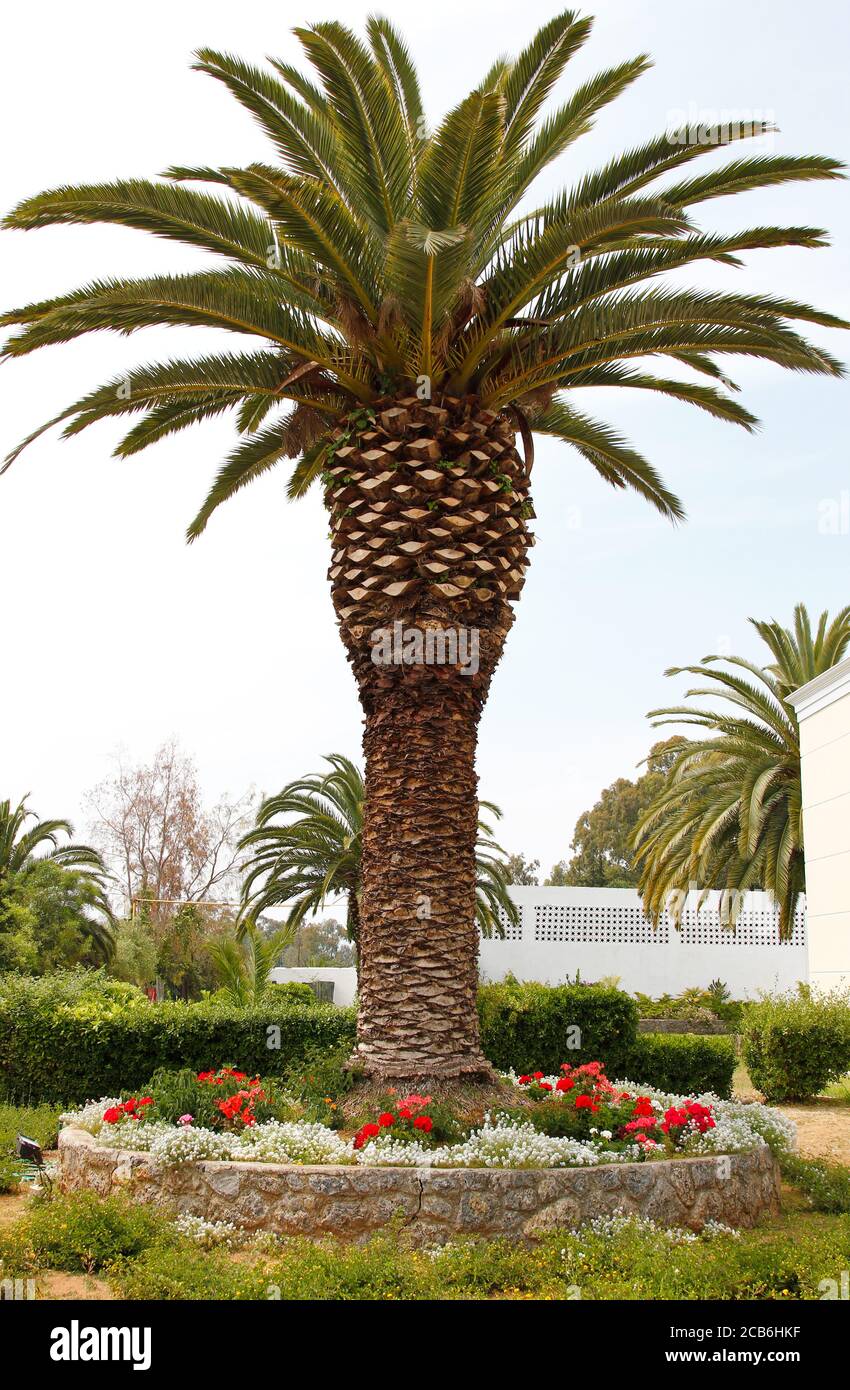 Palm Tree in Mediterranean sunshine Stock Photo Alamy