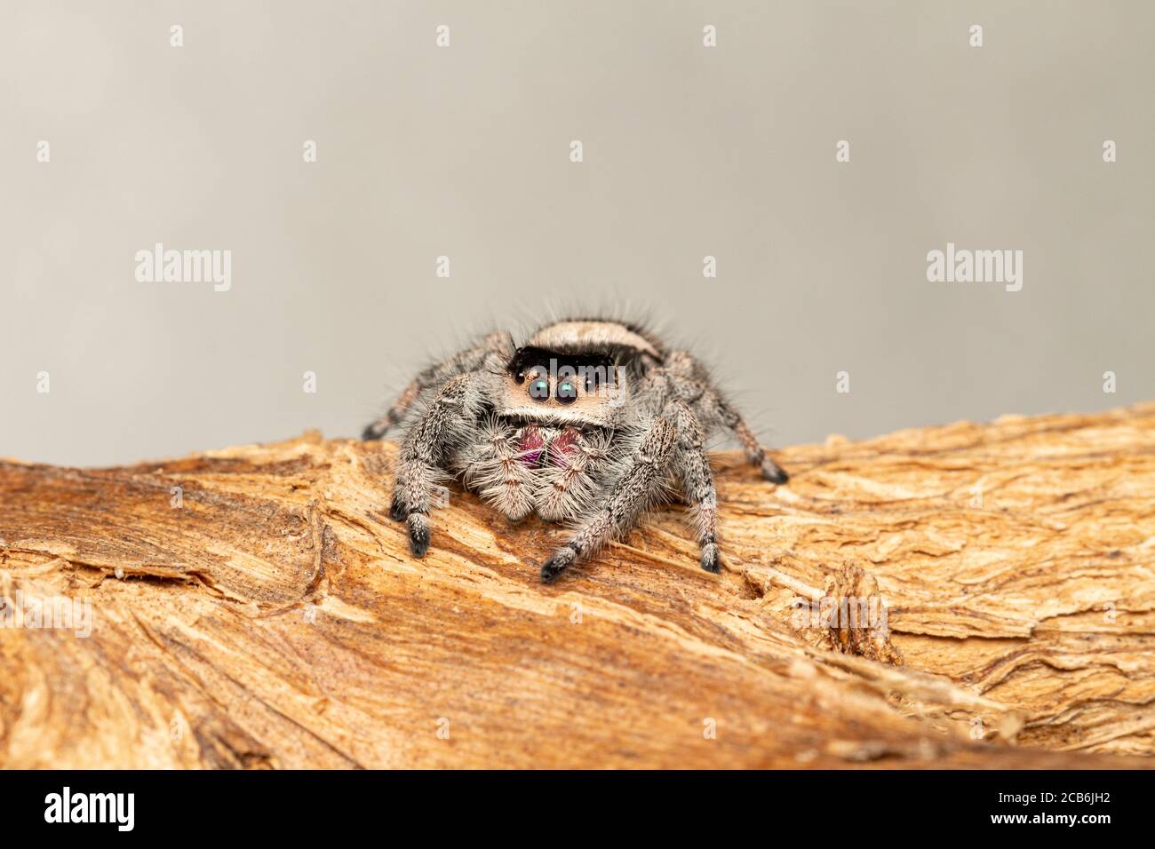 Regal Jumping Spider - Phidippus regius Stock Photo