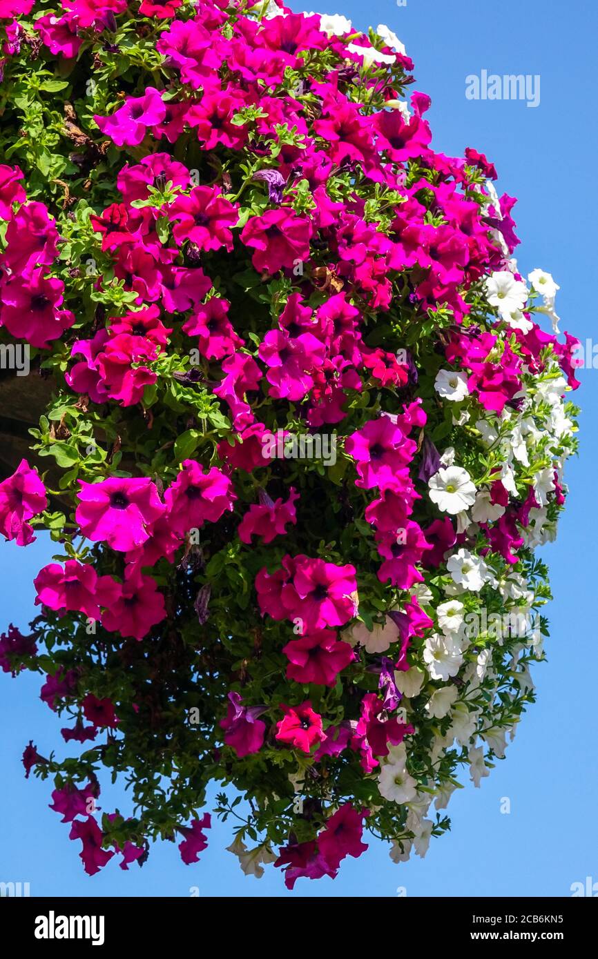 Hanging plants petunias Stock Photo Alamy