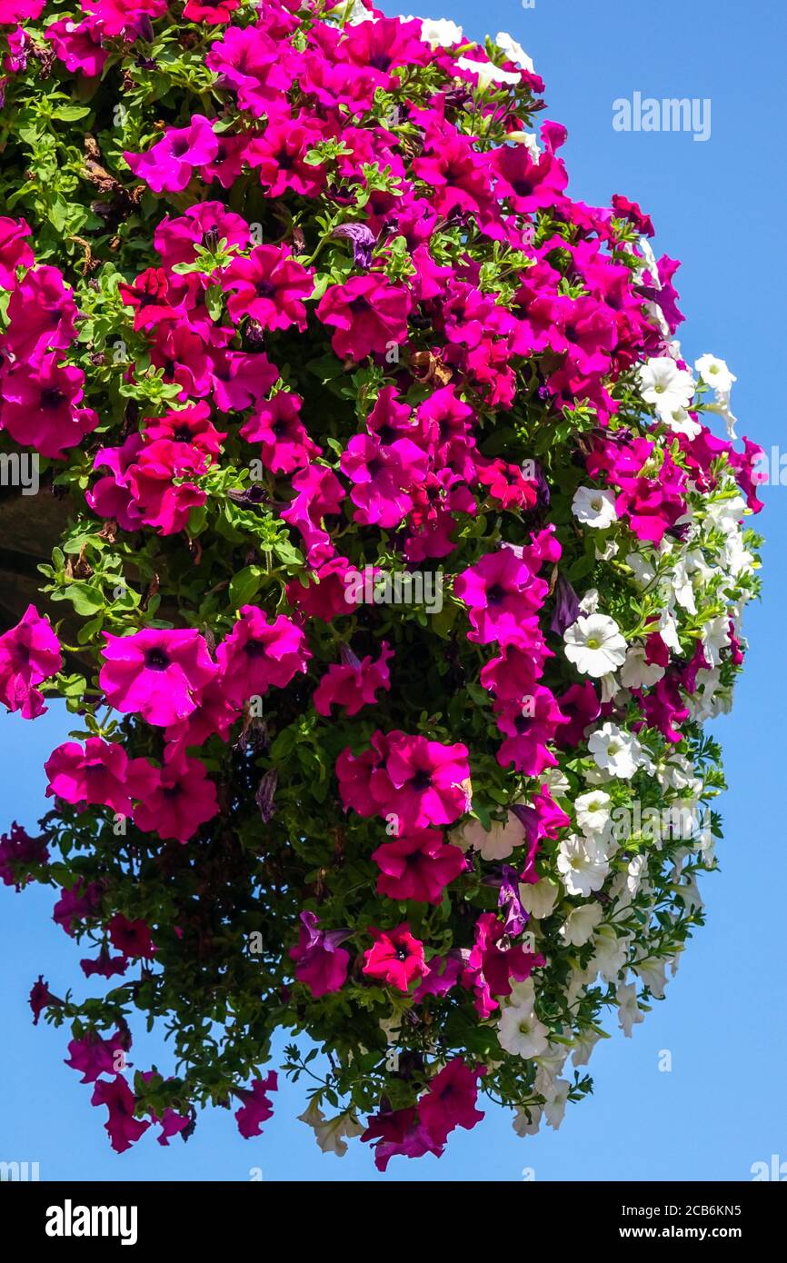 Hanging plants petunias Stock Photo