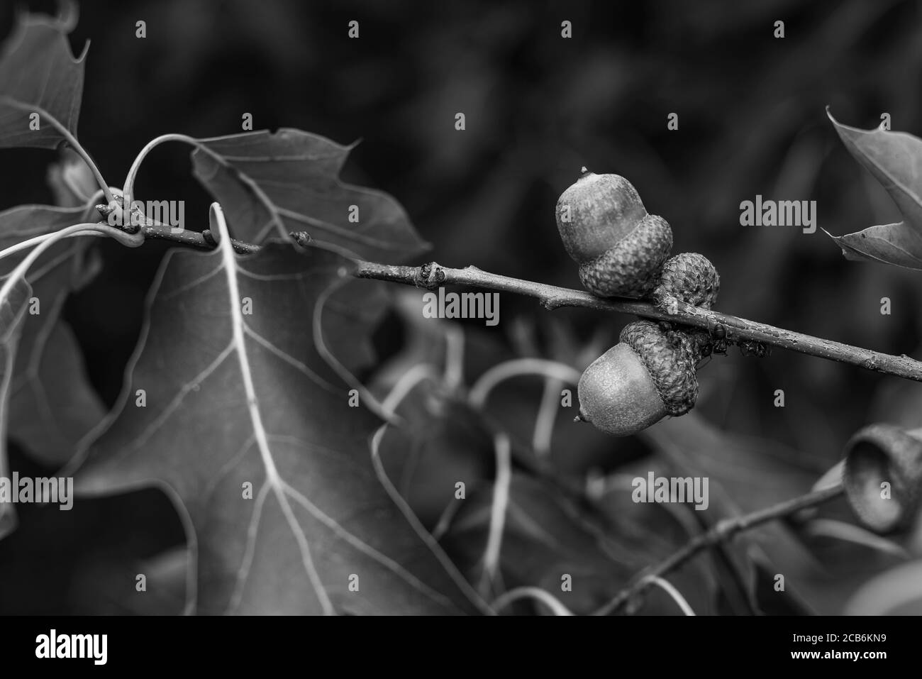 Two acorns on a branch with oak leaves, black and white photo Stock Photo