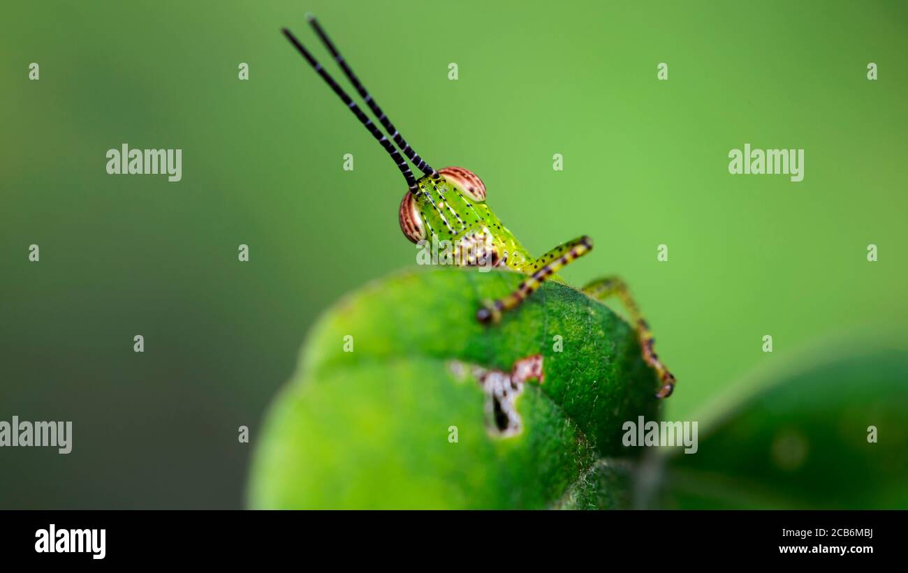 cute shy green grasshopper hiding behind a leaf, human behavior. photo macro of this small insect with faceted eyes Stock Photo