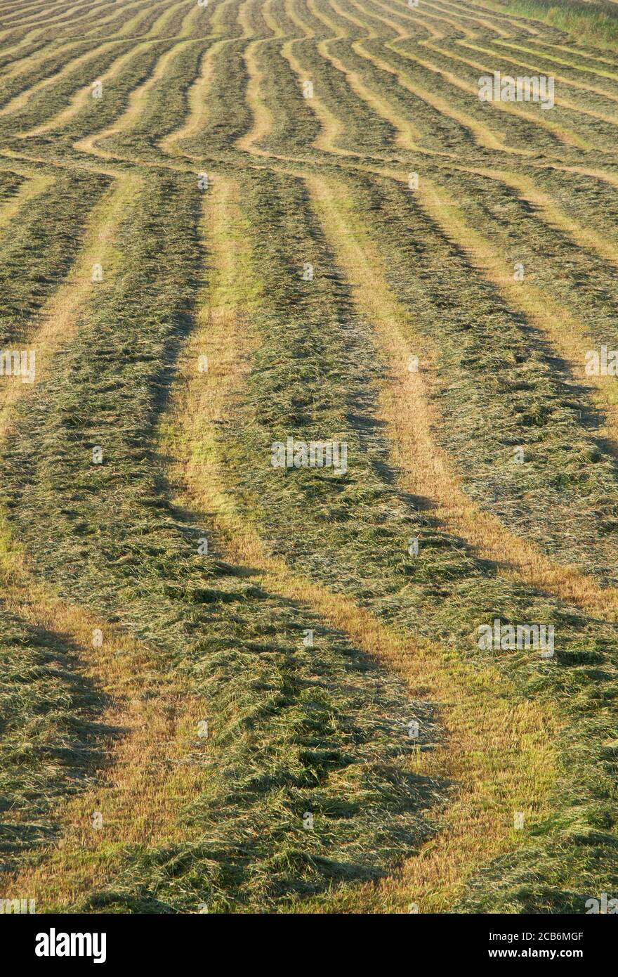 Grassland with raked mown grass for haymaking Stock Photo