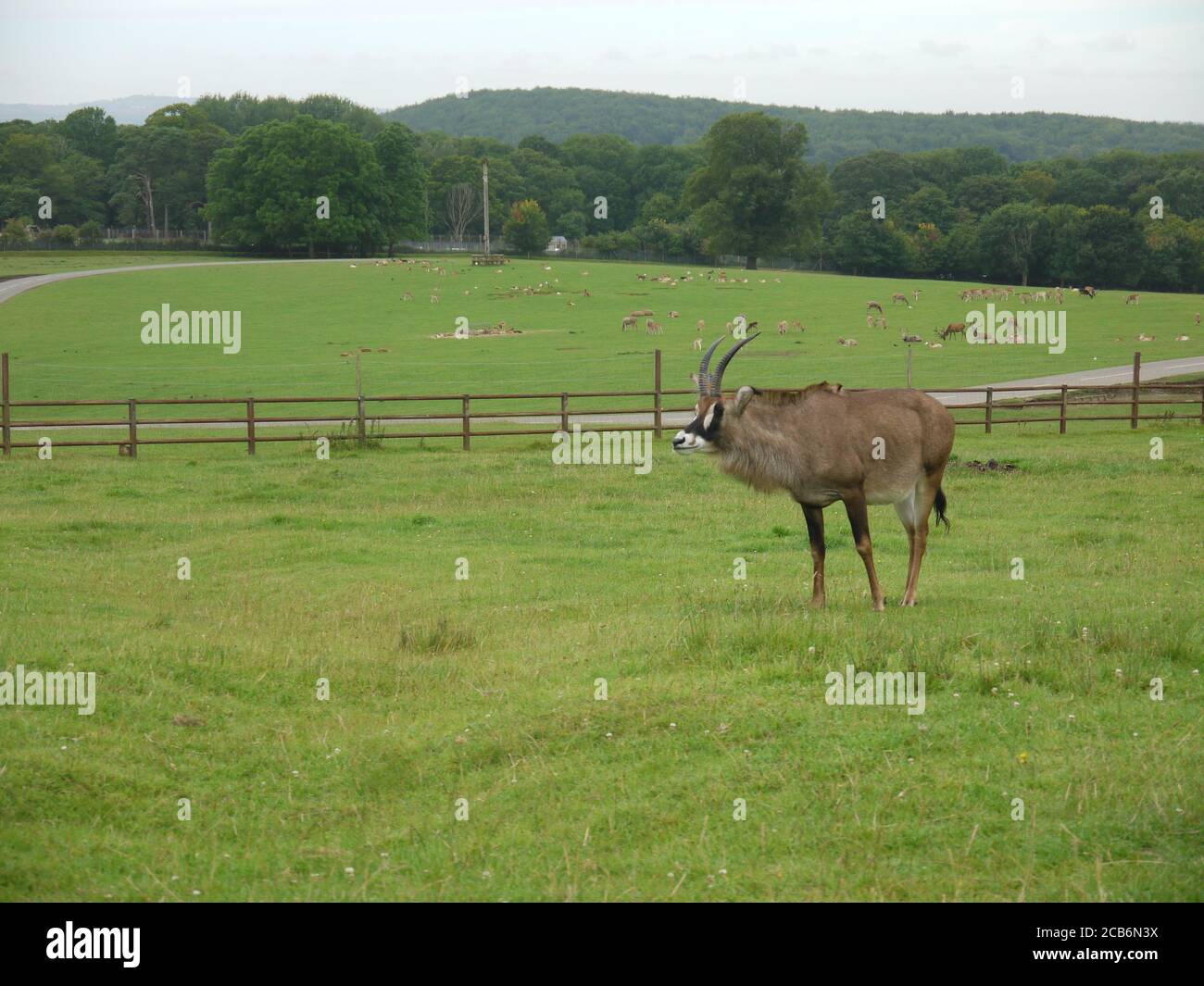 Deer-Like Mammal in a Drive-Through Safari Stock Photo