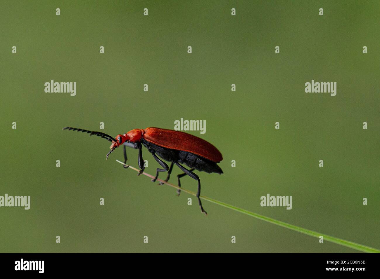 Red-headed Cardinal Beetle (Pyrochroa serraticornis) on the tip of a ...