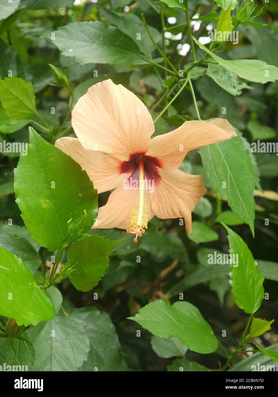 Close Up Of A Hibiscus Tiliaceus Stock Photo Alamy