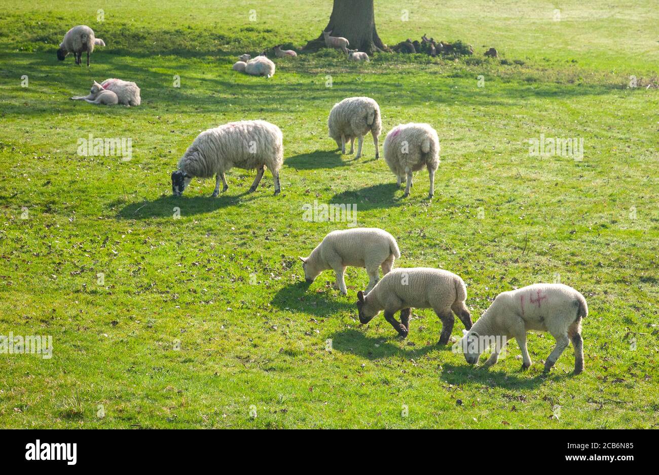 Sheep grazing quietly on the edge of the Malvern hills, Worcestershire Stock Photo