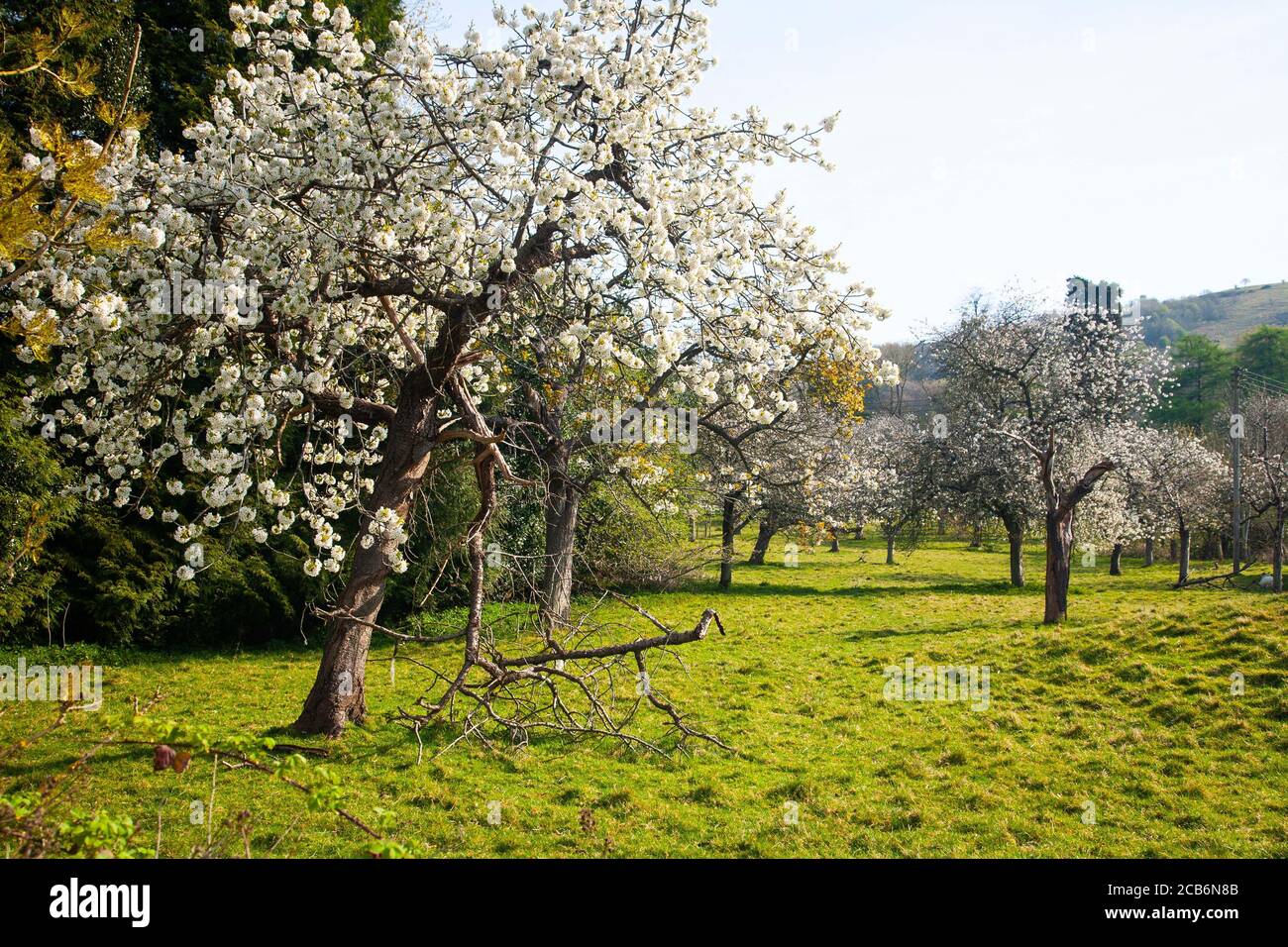 An English apple orchard with spring blossom on the edge of the Malvern hills, Worcestershire Stock Photo