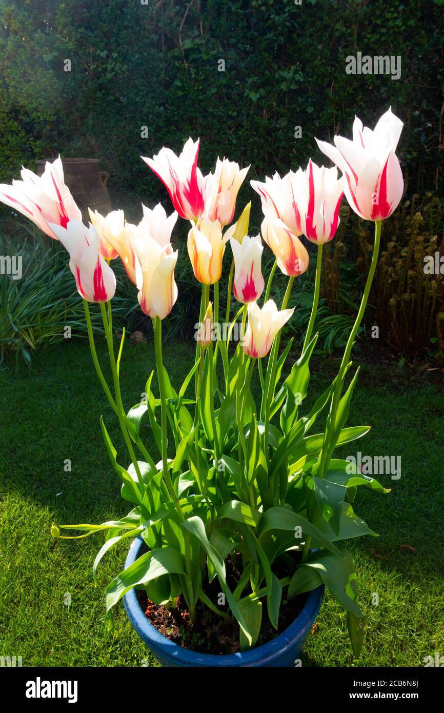 Tulips, lily flowered, 'Marilyn' Stock Photo