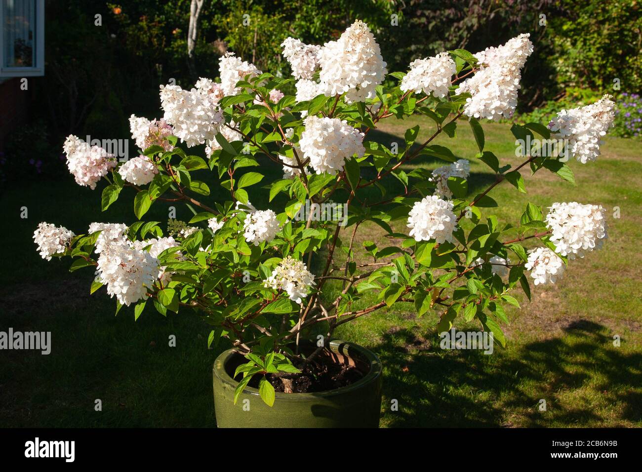 Hydrangea Paniculata 'Vanille Fraise' (creamy white cone shaped flowers fading to dark rose pink in summer) Stock Photo