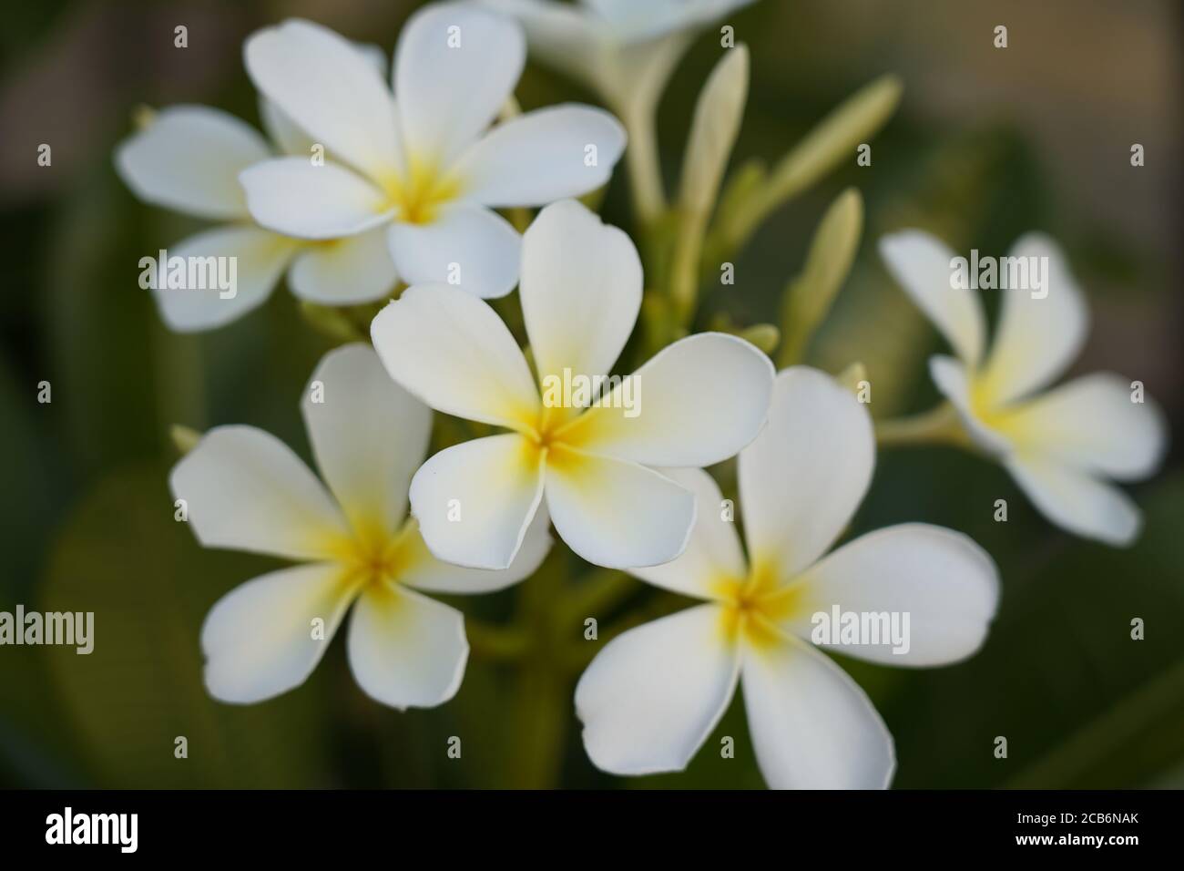Plumeria. A tropical frangipani tree in Australia whose flowers are