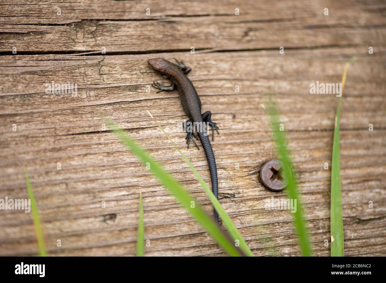 A small black lizard is warming itself on an old Board. Close up Stock Photo