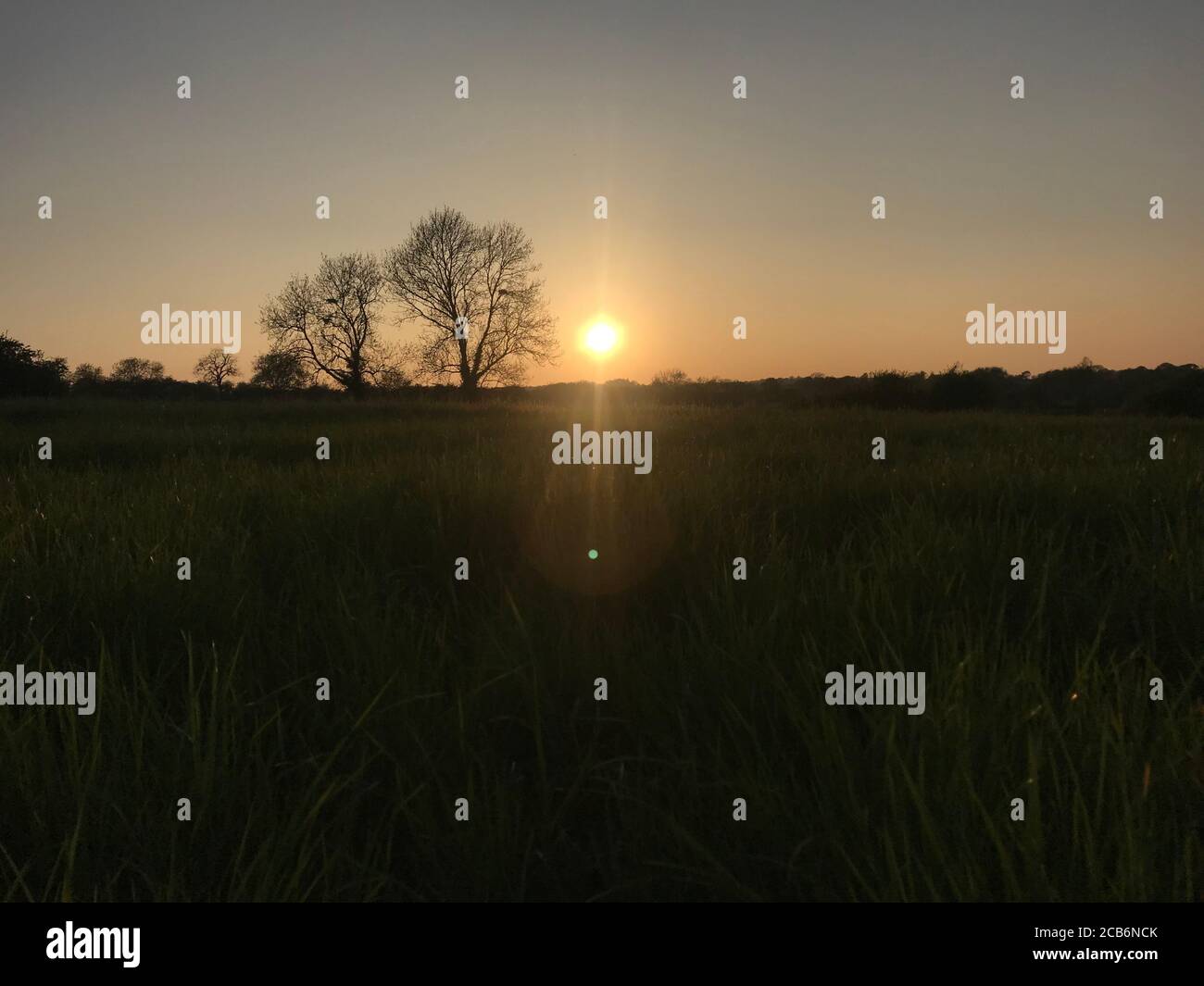 Sunny field grass trees hi-res stock photography and images - Alamy