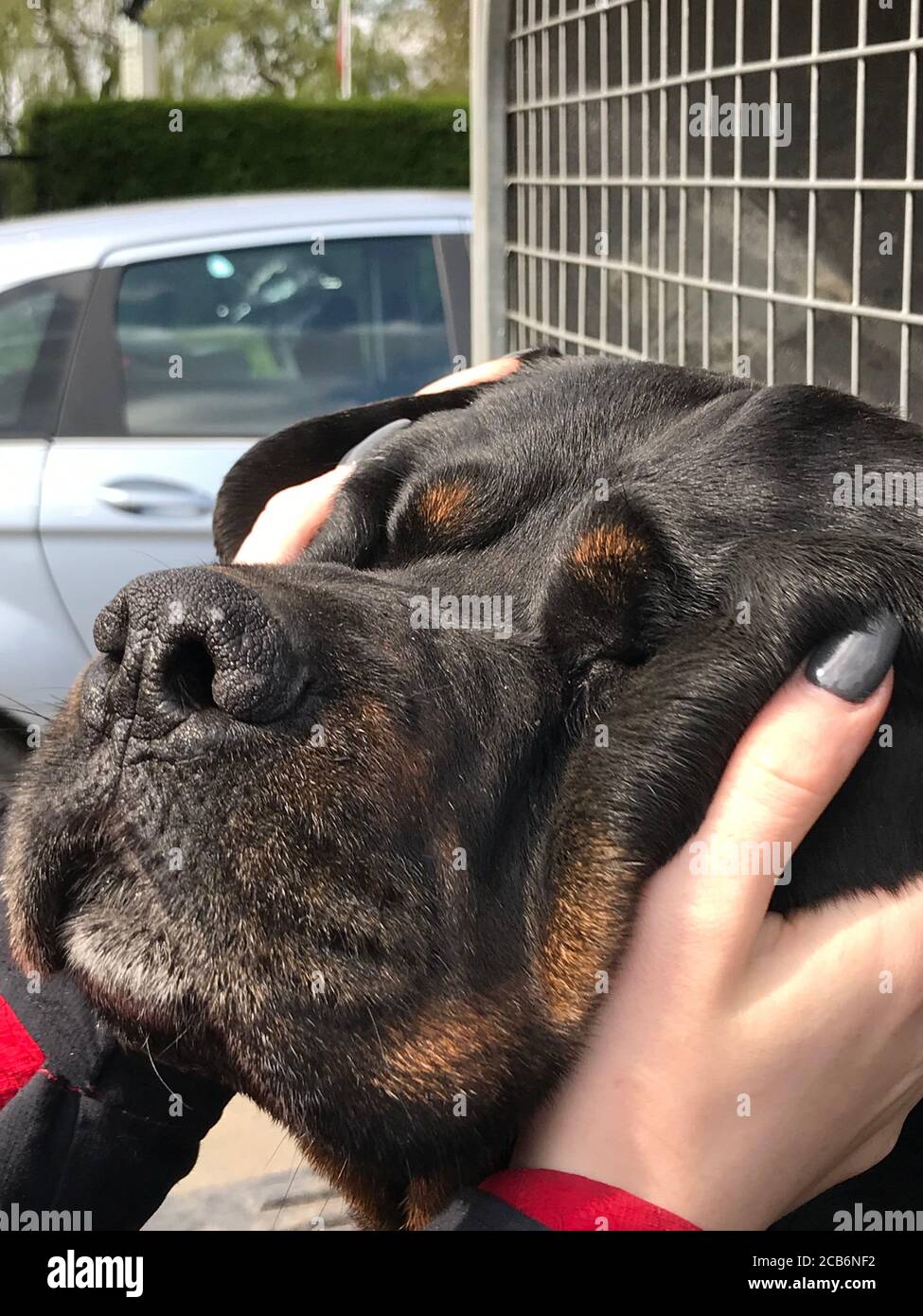 Close up rottweiler puppy hi-res stock photography and images - Alamy