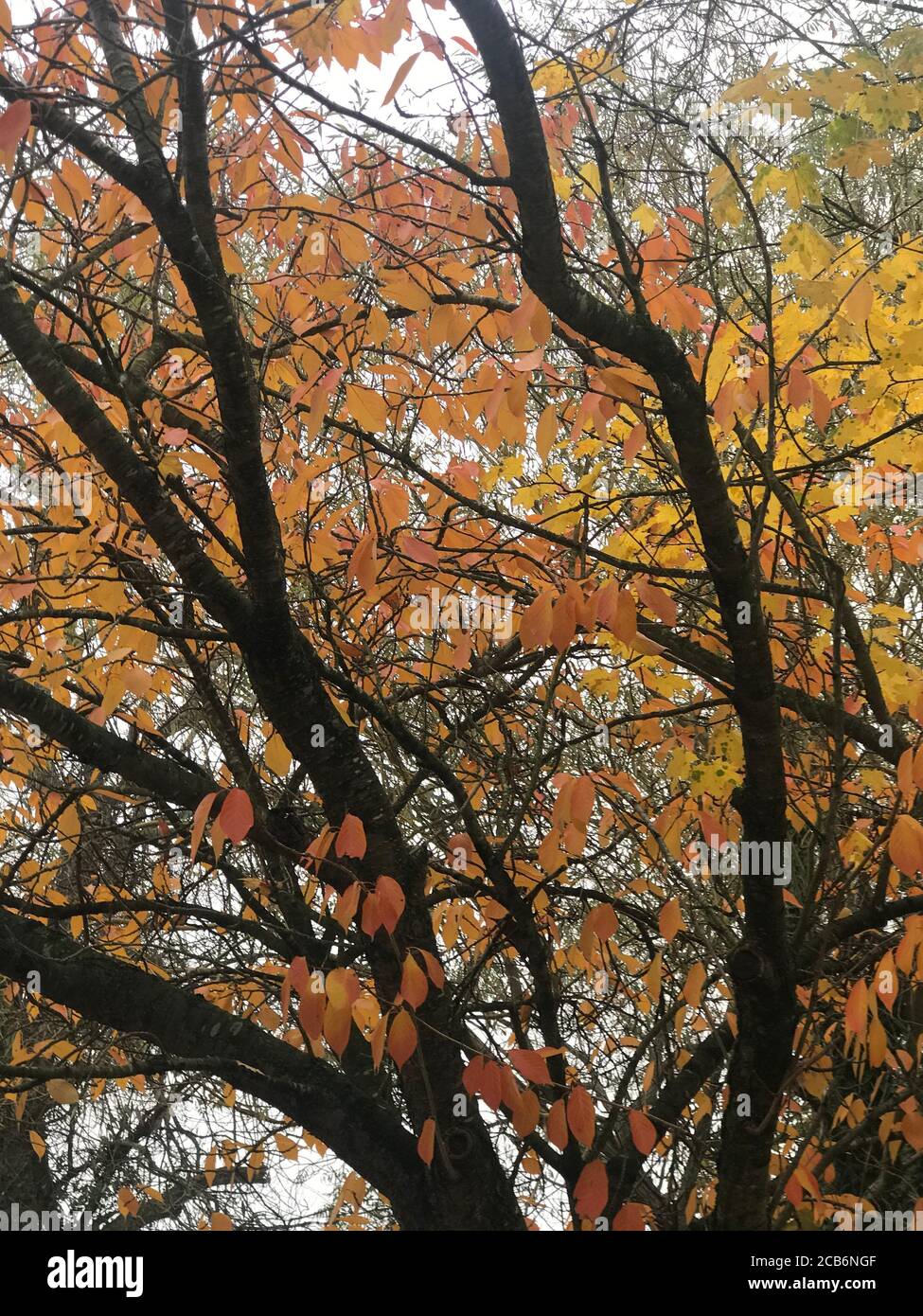 Close-up of a Tree in Autumn Stock Photo - Alamy