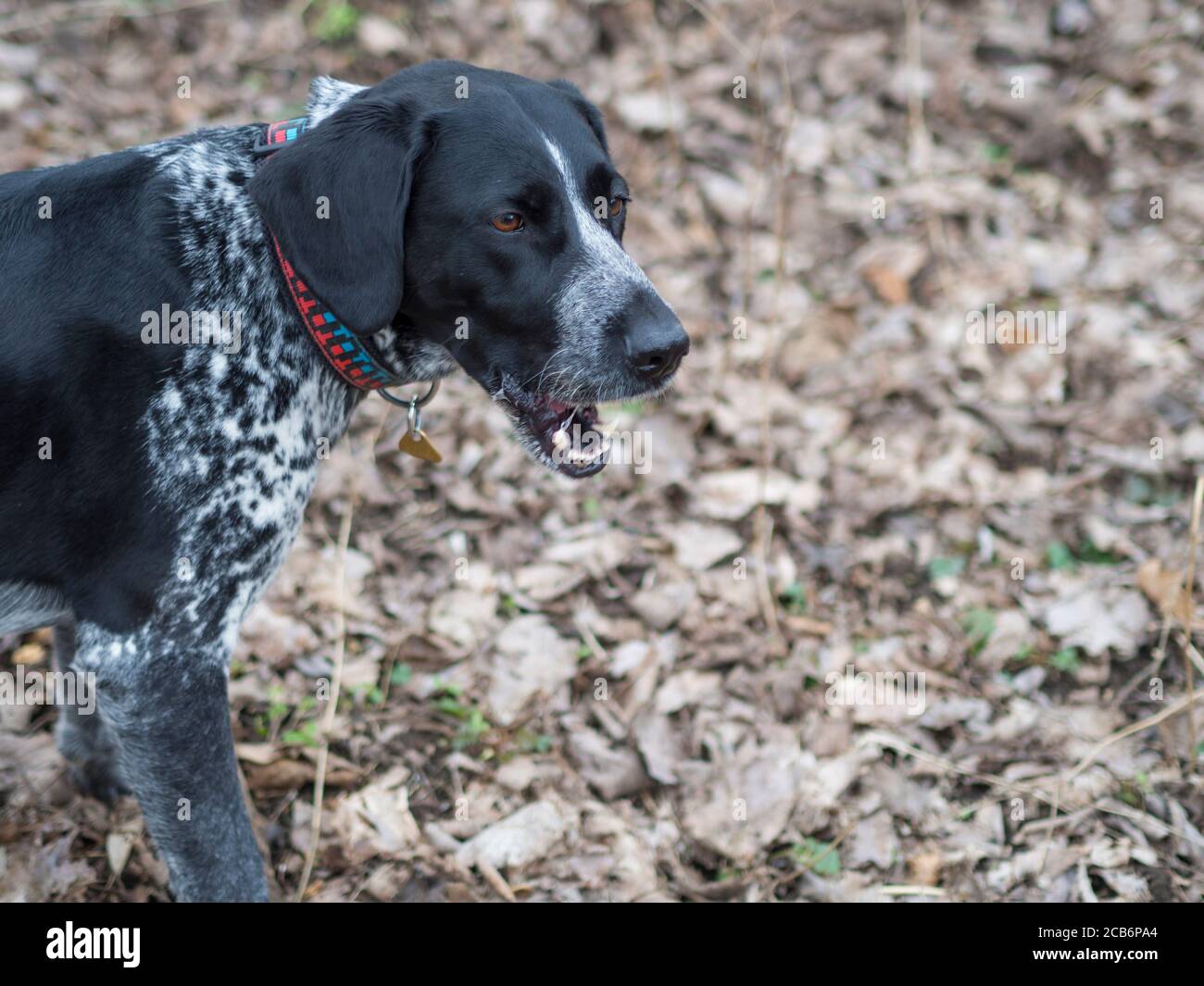 Gray hunting hot sale dog
