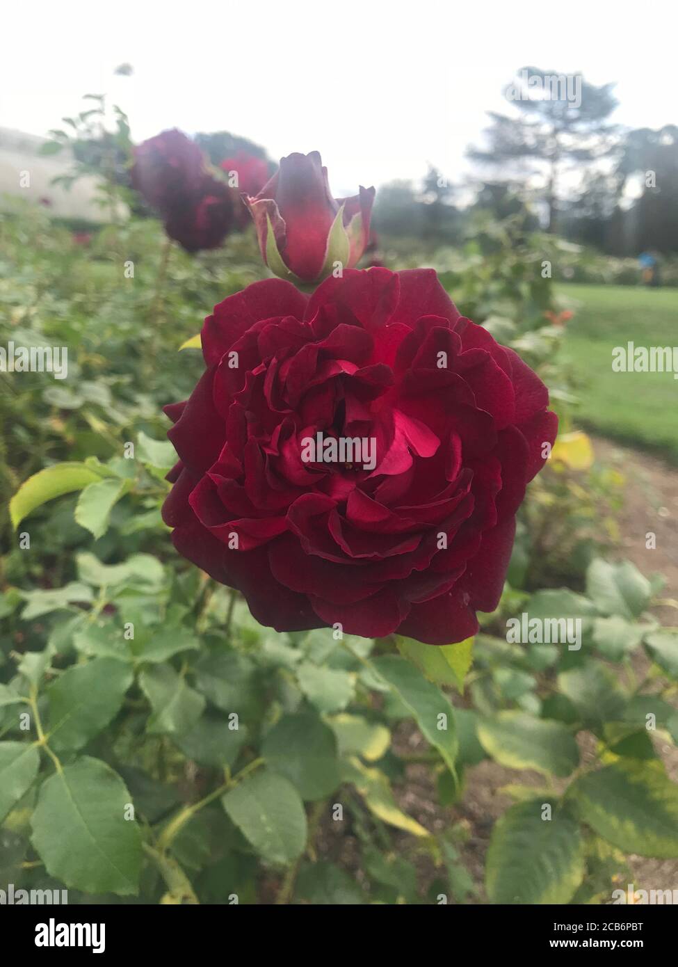 Red Rose in a British Rose Garden Stock Photo