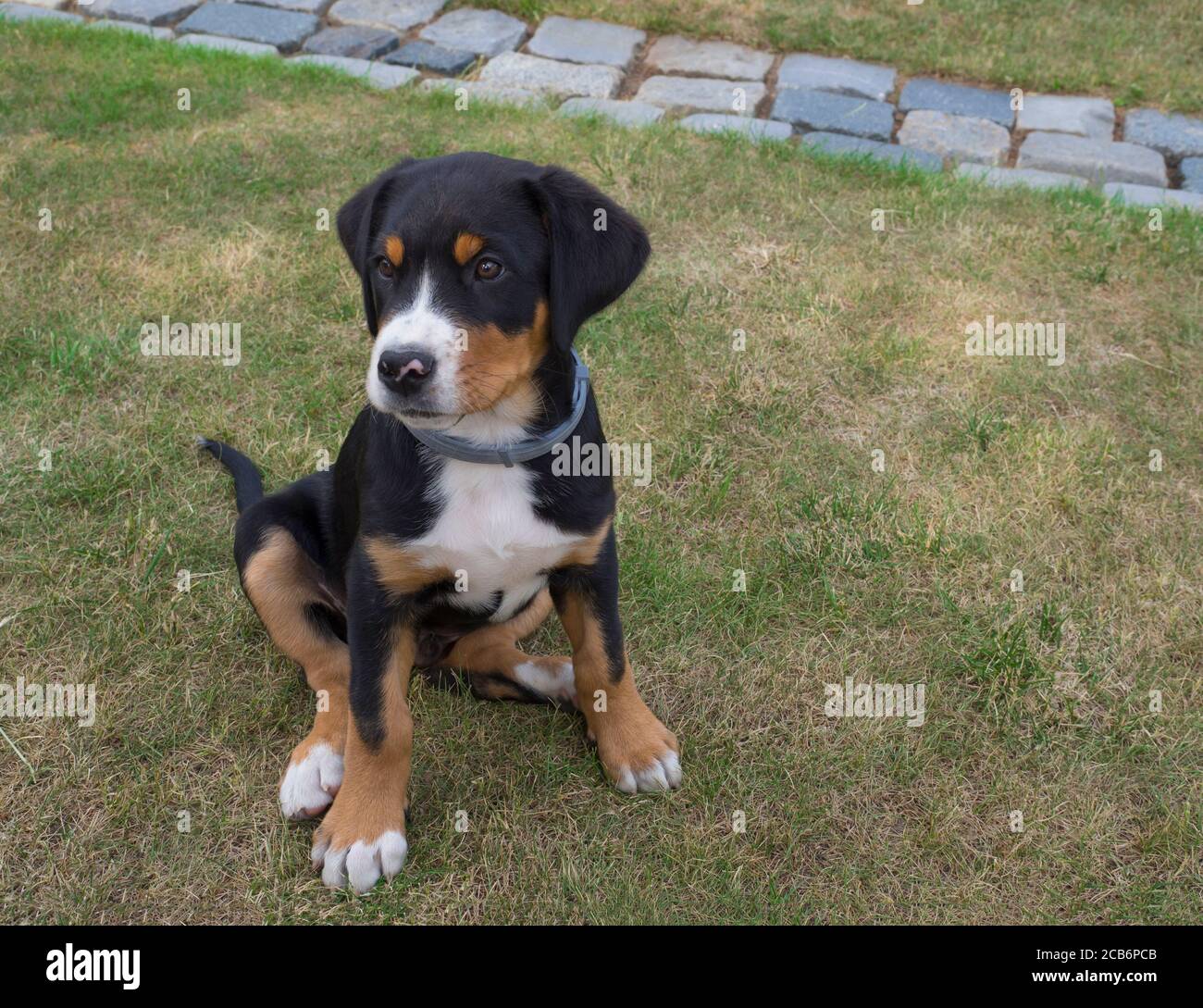 close up cute greater swiss mountain dog puppy portrait sitting in the  green grass, selective focus Stock Photo - Alamy