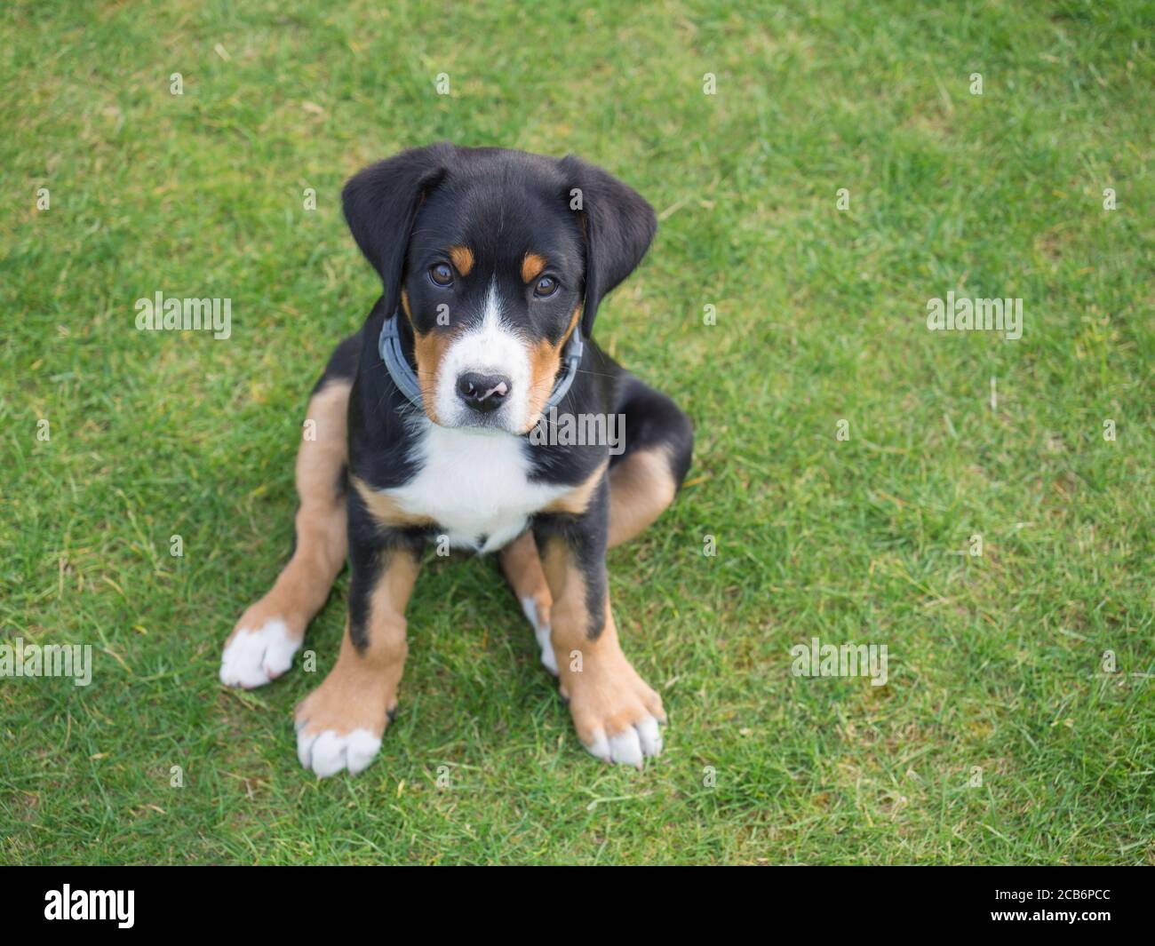 close up greater swiss mountain dog puppy portrait sitting in the green grass, selective focus Stock Photo
