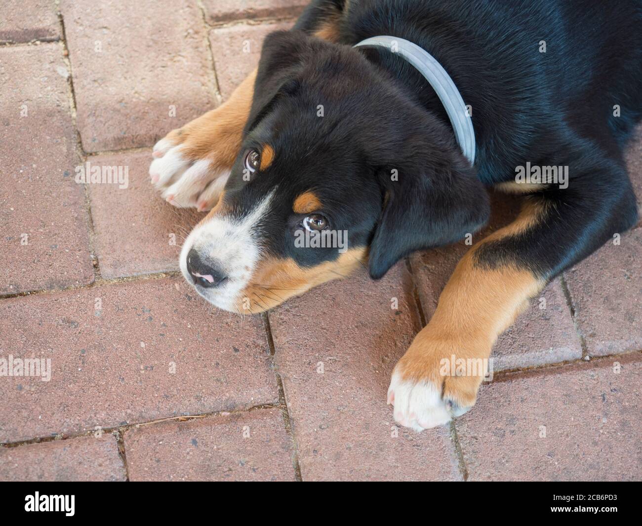 Greater Swiss Mountain Dog Rottweiler Mix