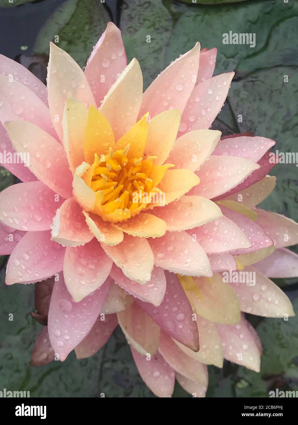 Close-up of a Pink Water Lily otherwise known as Nymphaea Hollandia Stock Photo