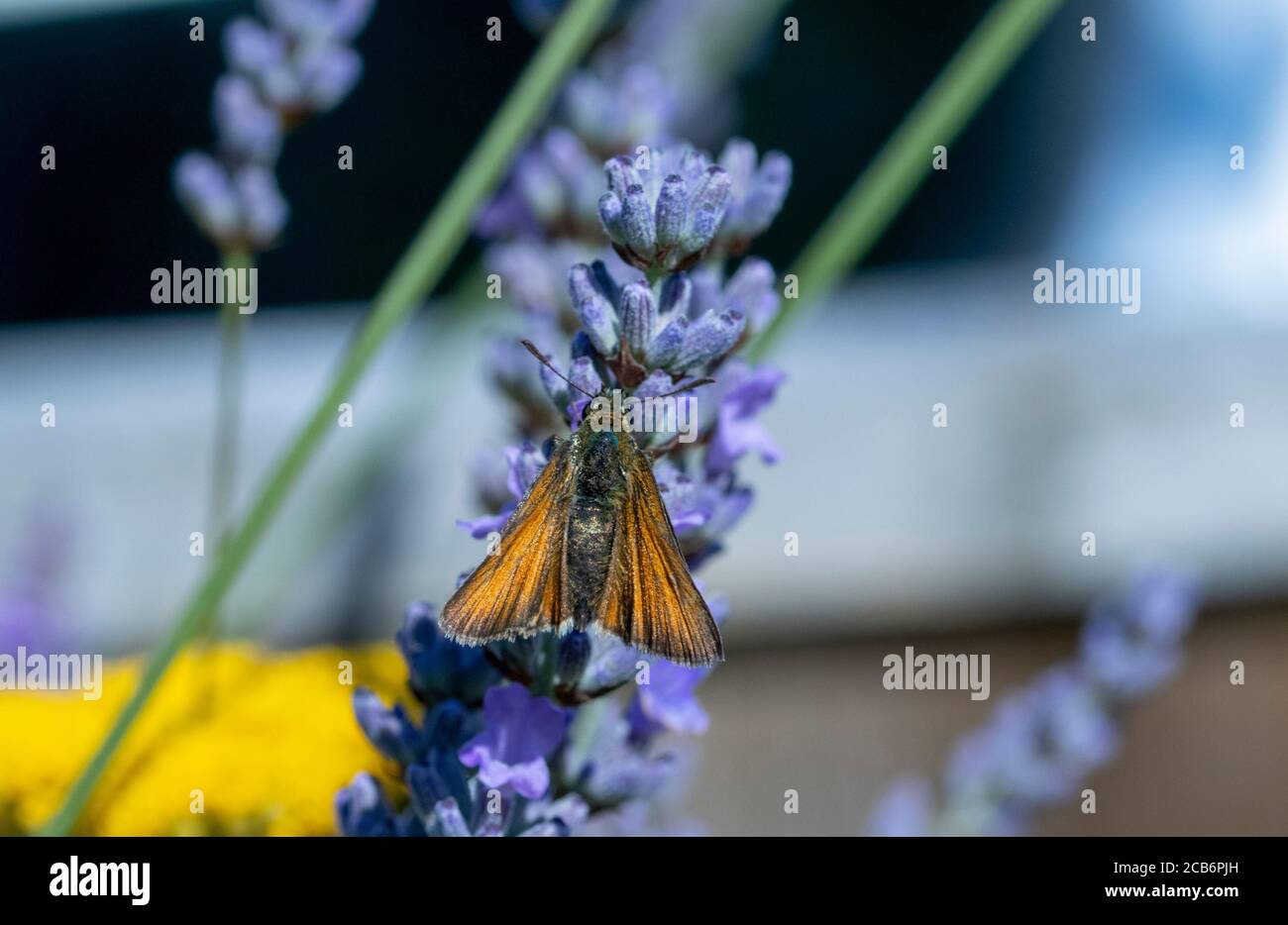 Small Skipper butterfly on lavender Stock Photo