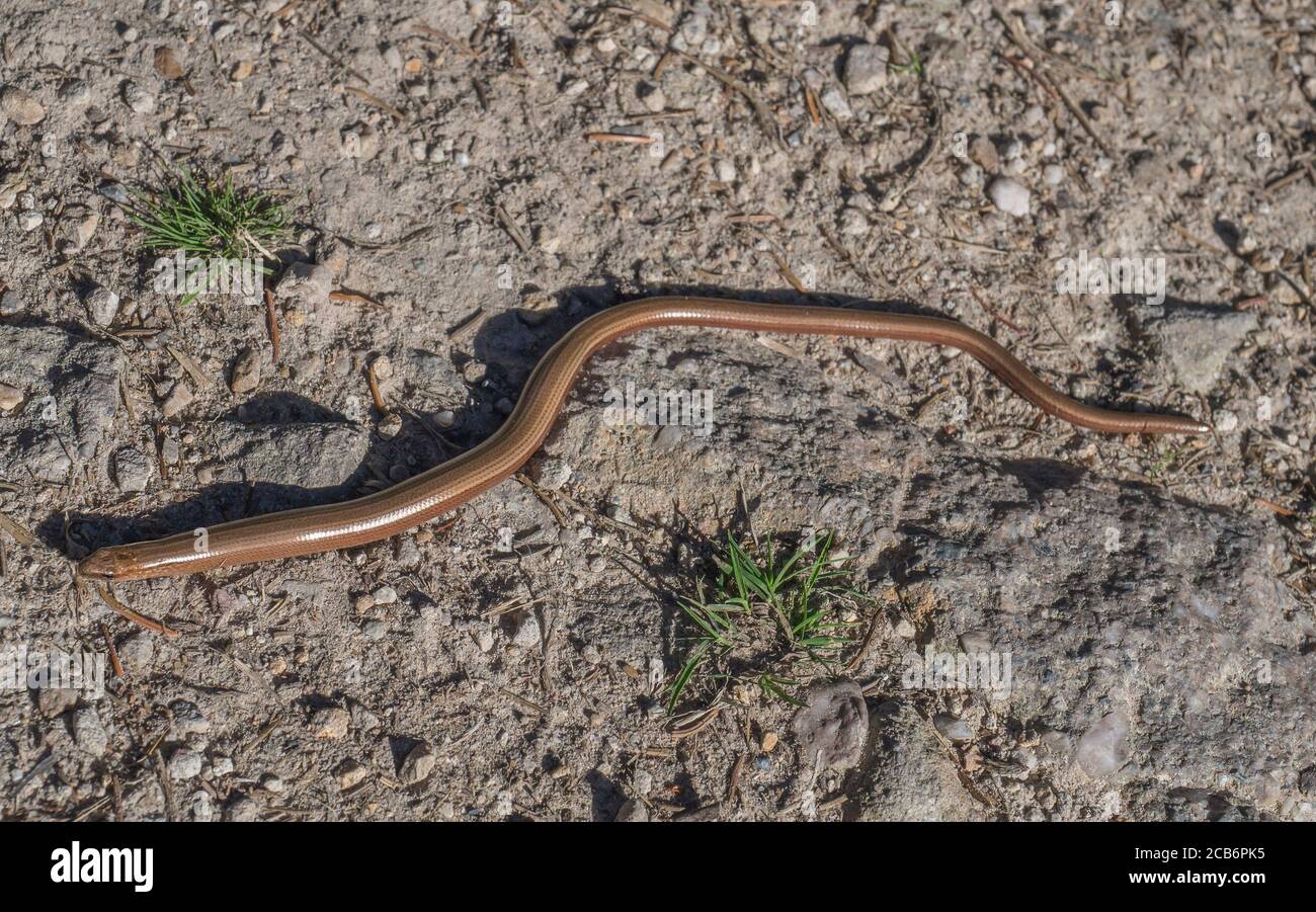 Adult Slowworm or blindworm, Anguis fragilis top view on dirt with grass Stock Photo