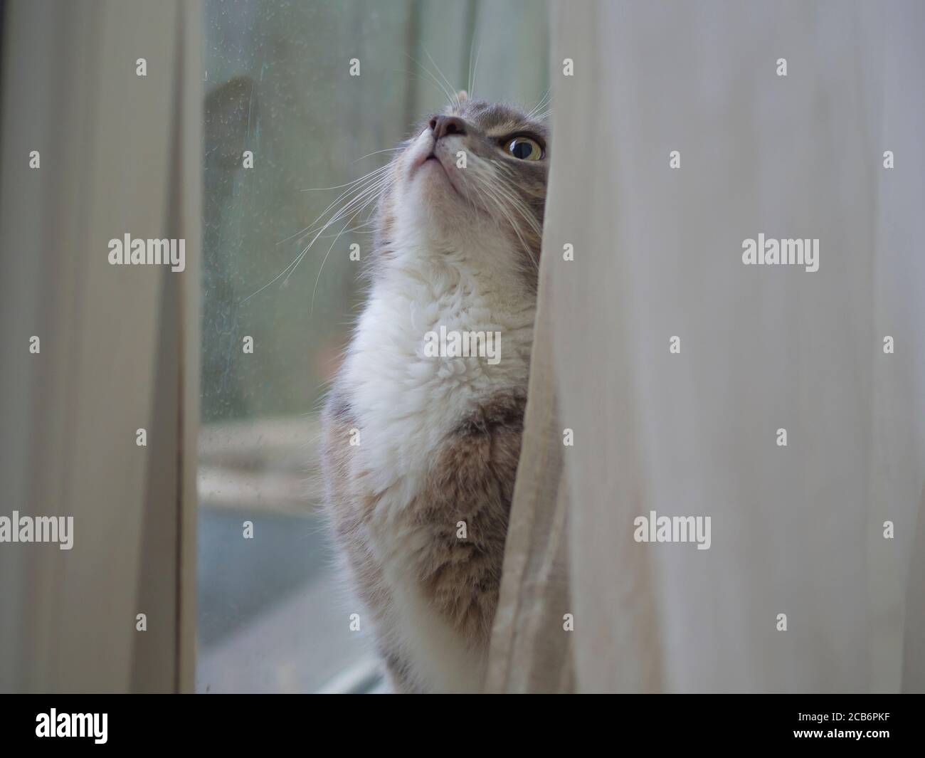close up cute funny gray Somali cat sad looking up before window behind ...