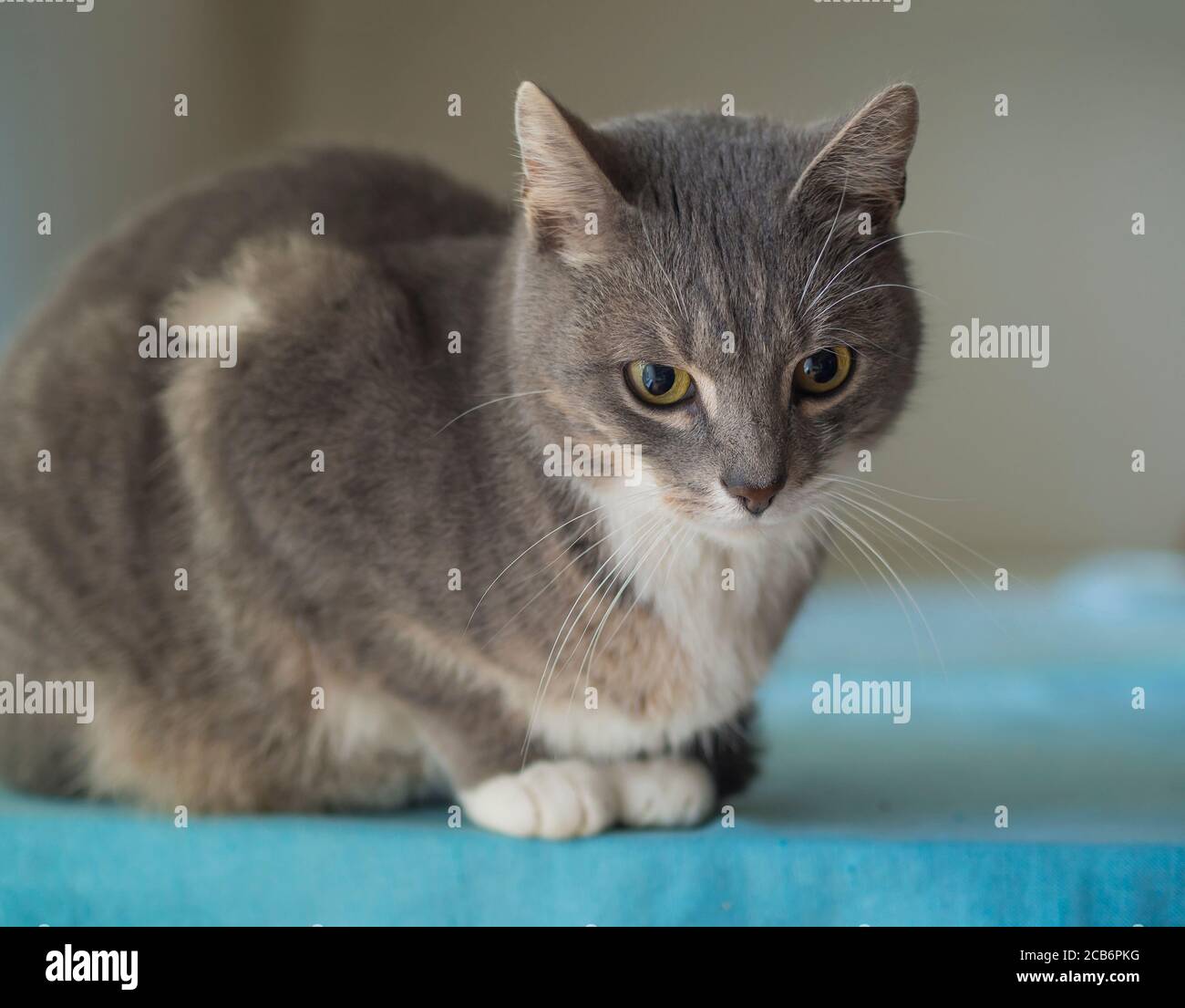 Blue Somali Cat High Resolution Stock Photography And Images Alamy