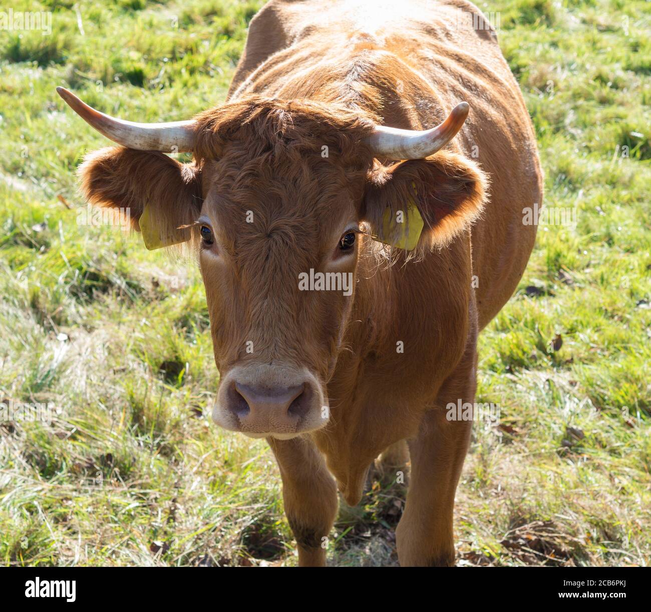 Bull horns holstein hires stock photography and images Alamy
