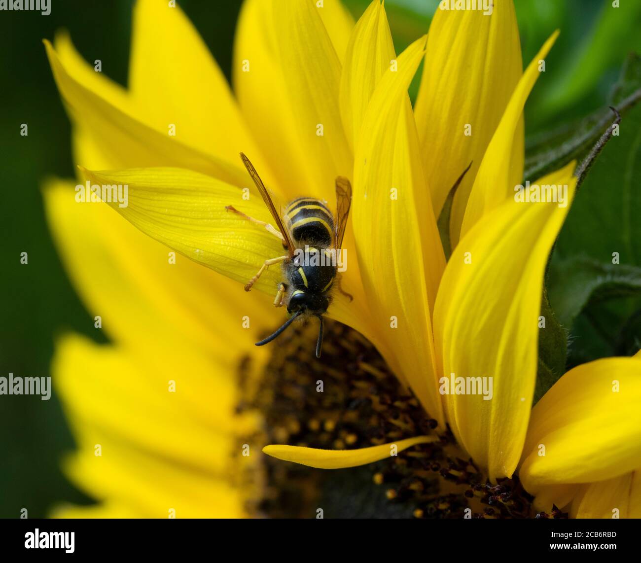 Tree wasp asleep on sunflower Stock Photo