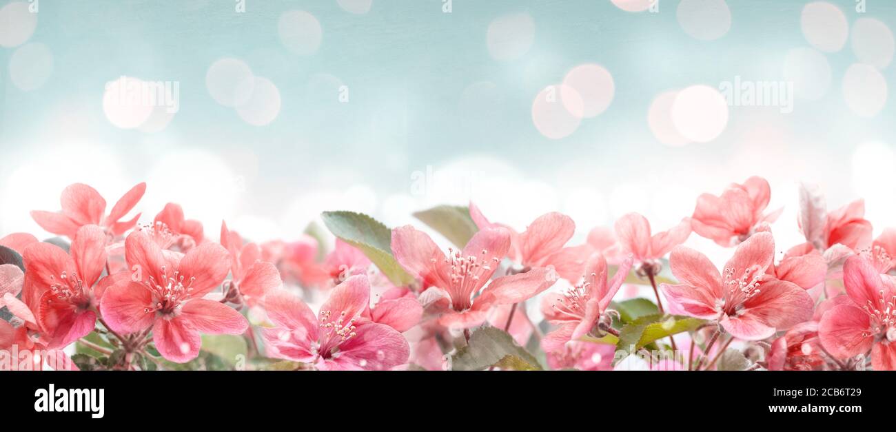 pix Border Background Frame Blue Flower Border Design https www alamy com beautiful pink spring blossom frame on bokeh background garden with flower blooming on blue sky floral border design easter and springtime design w image368329537 html