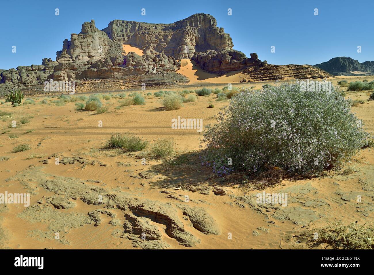 DESERT PLANTS AND SHRUBS IN THE SAHARA REGION IN ALGERIA. SAFARI AND