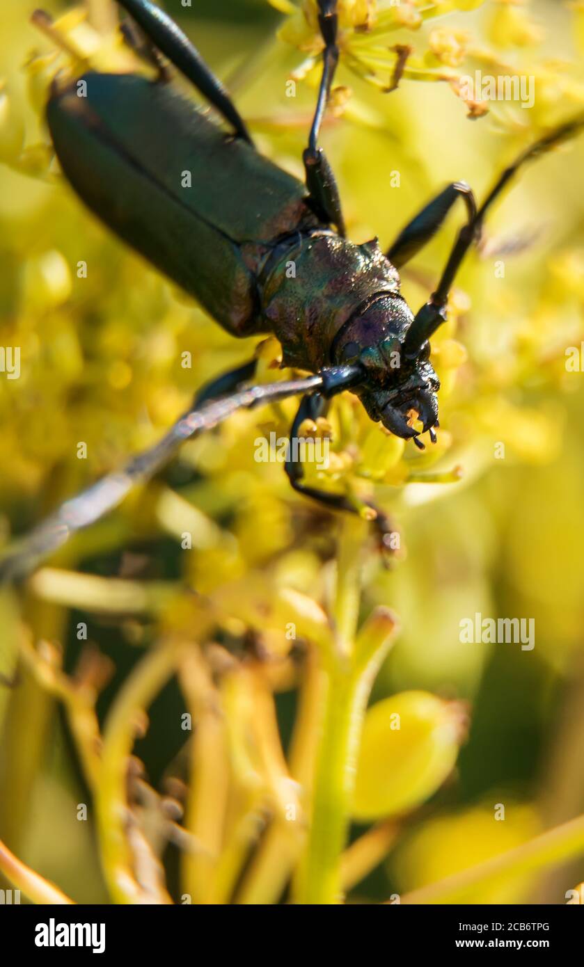 Macro shot of Musk beetle. Aromia moschata. Stock Photo