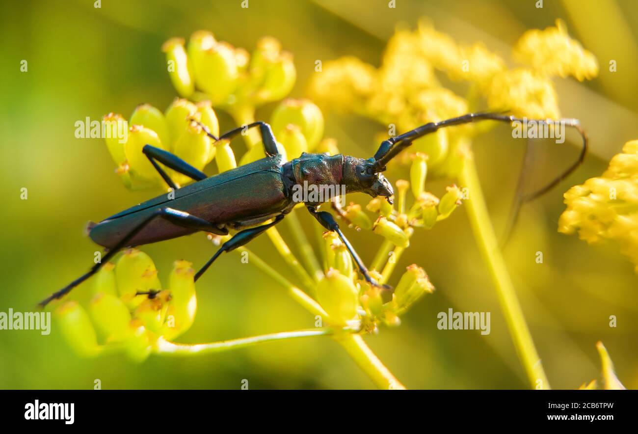 Macro shot of Musk beetle. Aromia moschata. Stock Photo