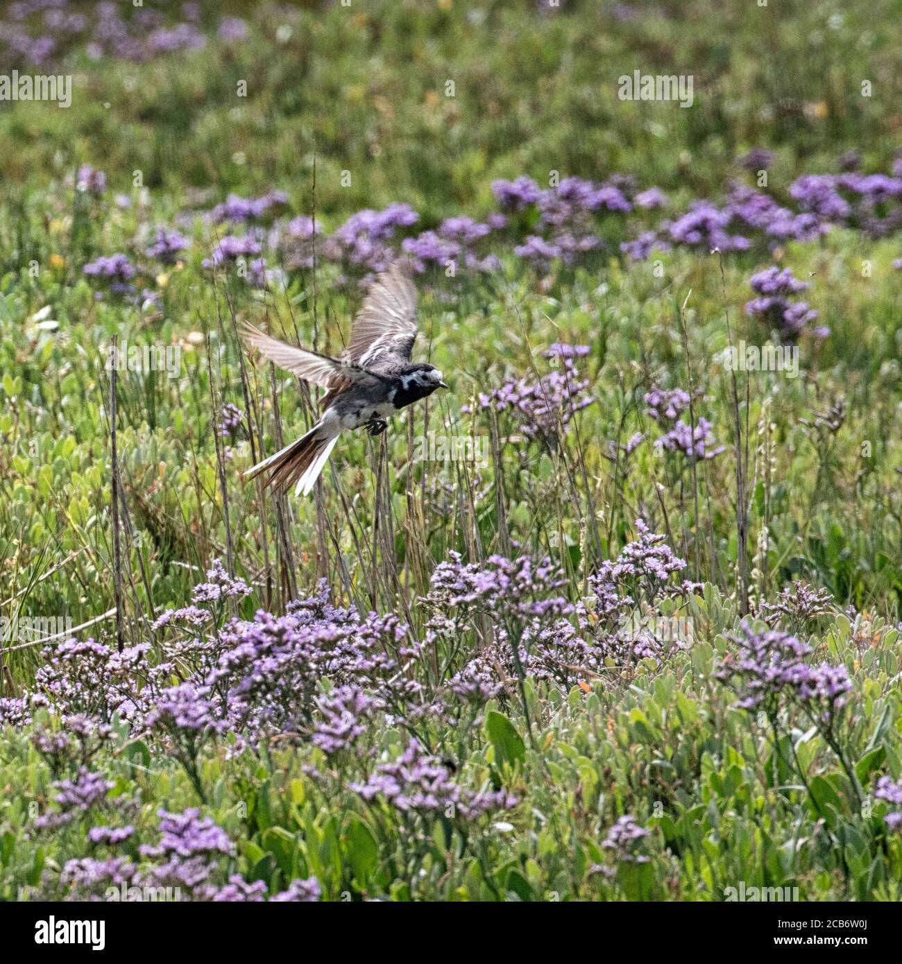 Pied Wagtail hovering over the sea lavender on the salt marshes, insect hunting. Stock Photo