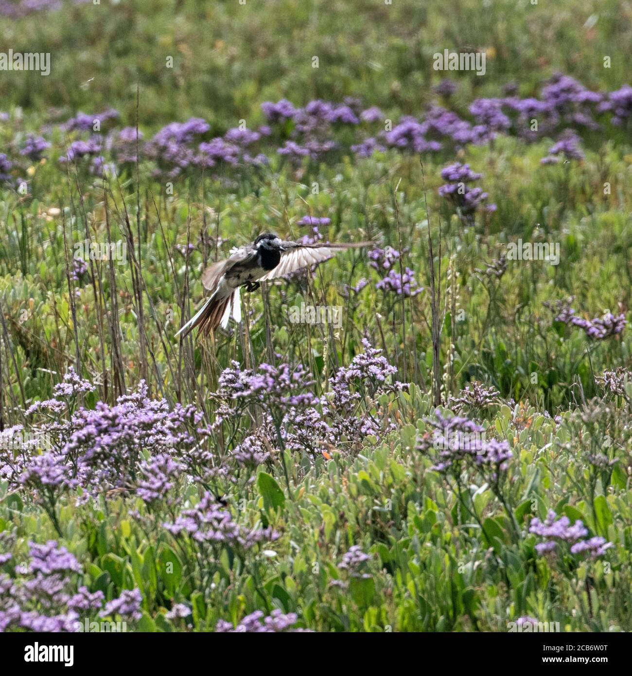 Pied Wagtail hovering over the sea lavender on the salt marshes, insect hunting. Stock Photo