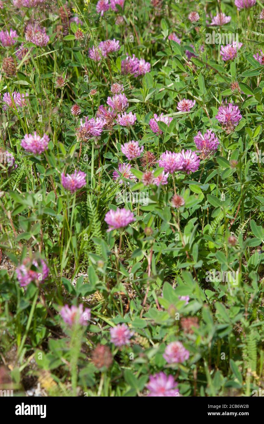 RED CLOVER Trifolium pratense Stock Photo Alamy