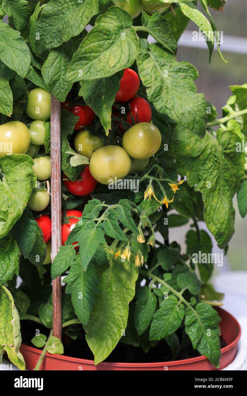 TOMATO Solanum Lycopersicum unripe Stock Photo